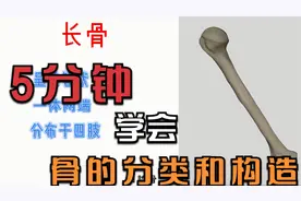 骨的分类和构造