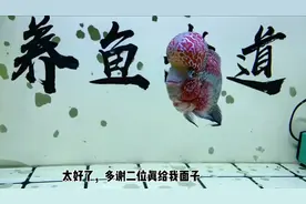 给罗汉鱼驯食鱼饲料，一次性成功，全在平时的养功上