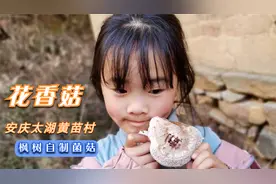 枫树打洞植菌种原来这么神奇，天气回暖争相发芽了，你在家也试试视频封面