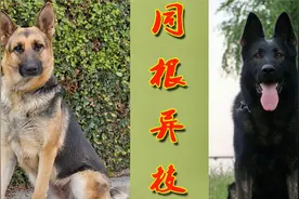 “同根异枝”——东德牧羊犬和西德牧羊犬的异同