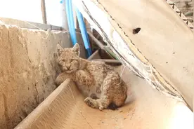 新疆阿勒泰村民喂牛发现一只大猫，系国家二级保护动物猞猁