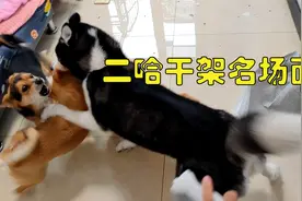 二哈干架名场面，怂包二哈一反常态直接把土狗打哭了，主人吓傻了视频封面