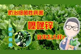 噻唑锌：防治细菌性病害的专利产品，比铜制剂安全，持效期达15天视频封面