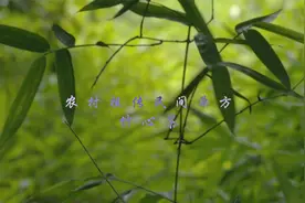 民间单方「竹心茶」祖传中医不可失