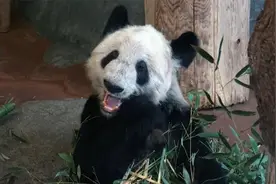 美动物园宣布将大熊猫“丫丫”和“乐乐”归还中国
