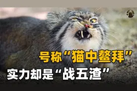 野生兔狲和橘猫干仗，兔狲竟然输了？战斗力这么低能在野外立足？