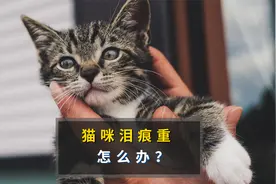 猫咪泪痕怎么去除？教你这几招小技巧！