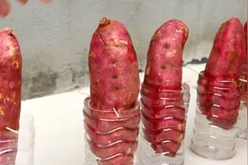 一根红薯能生出多少根番薯？我们一起看看吧！视频封面