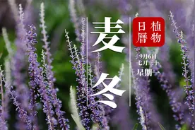 麦冬：城市里树荫下叶如兰的紫色小花，竟然是鼎鼎大名的麦冬？