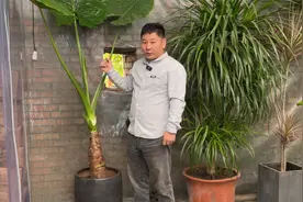 滴水观音怎么养？视频封面