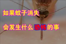 蚊子会被饿死或撑死吗？如果蚊子消失了，会对人类造成什么影响？