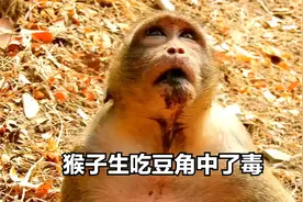 猴子生吃豆角中毒，呕吐不止牙齿打颤，它能安然无恙吗视频封面