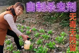 青菜生小黑虫不要急，朱嫂教你不用农药就能解决，简单方便效果好