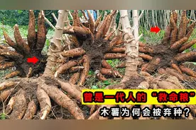 中国木薯90%靠进口？曾是一代人“救命粮”的木薯，为何被弃种？视频封面