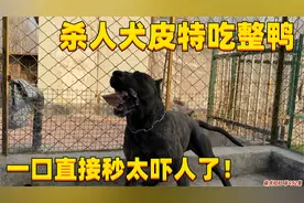 杀人犬皮特吃整只鸭子，直接吞不嚼给主人吓一跳，这家伙吃饭真猛