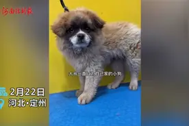 河北定州一大爷带狗狗去洗澡 洗完后太干净不敢认：这不是我的狗视频封面