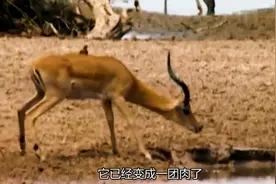 大自然！世界不能缺少每一种动物，保护动物是有一定的道理视频封面