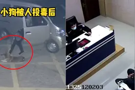 小狗被投毒逃命到派出所门口 仍被面包车拖走 民警替狗讨回公道视频封面