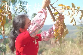 它号称“世界上最咸的树”，用它提炼树盐，尝尝什么滋味