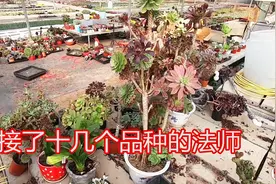 十几个品种的法师多肉嫁接到同一棵上，就叫它法师“万花筒”吧！视频封面