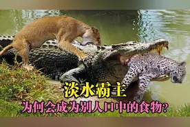 残暴凶狠的鳄鱼，淡水中的王者，为何会被美洲豹一招致命？视频封面