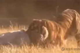 人和虎力量对比，老外用了一个等比例人偶做测试