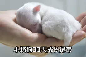 小奶狗出生后30天成长记录 马尔济斯犬 太可爱了！