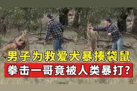 男子为救爱犬暴揍袋鼠，动物拳击一哥竟被人类暴打？视频封面