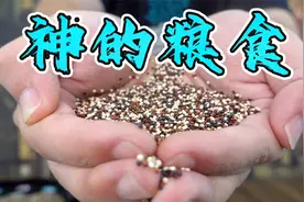 试吃被古印加人奉为神的粮食，来自秘鲁的藜麦！视频封面