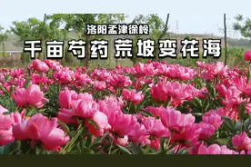 芍药花开 荒坡变花海 徐岭村千亩芍药开出致富花 洛阳孟津视频封面