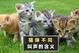 猫咪不同的叫声，其实代表不同的含义，看到涨姿势了