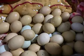 孵了22天的小鸡迟迟不出壳是咋回事？找来村里人一看，原来是这样视频封面