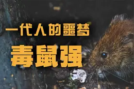 老太种菜，菜里有二十年前的毒鼠强【毒物百科】视频封面