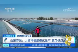 山东寿光：大棚种植规模化生产，蔬菜供应足|经济信息联播视频封面