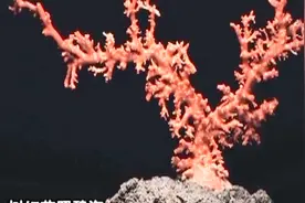 第一收藏：珊瑚收藏家教你，分辨珊瑚小窍门，知道这个方法不上当视频封面