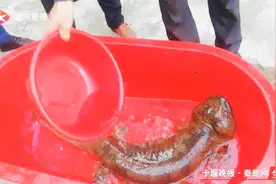 长1.25米！丹江口水库发现野生娃娃鱼，重27斤！视频封面