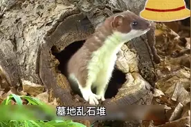 小黄狗对战黄鼠狼，最终被黄鼠狼用秘密武器反杀