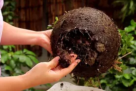 金鱼吊兰换土，使用这种方法，开花率也不低视频封面