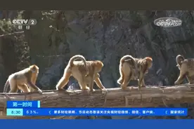 陕西：秦岭保护区上百只野生金丝猴花样过河视频封面