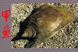 诱饵的配制是捕捉老鳖技术中，最最艰难的技术，最最关键的技术