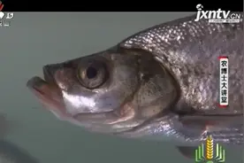 翘嘴鲌是“太湖三白”之一，为我国优质淡水鱼，受食客欢迎视频封面