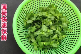 薄荷保鲜，方法简单，叶子碧绿，随要随取！视频封面