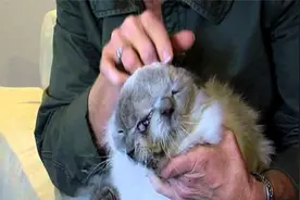 母猫生下稀世“双头猫”，长大后不淡定了，出价20万都不愿意卖！视频封面