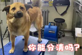 宠物美容师帮助双胞胎流浪狗兄弟洗澡，傻傻分不清，你能分清吗