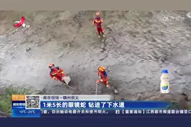 【救在现场】赣州崇义：1米5长的眼镜蛇 钻进了下水道视频封面