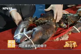 100岁大龙虾见过吗？为何活生生五花大绑请上台？钳子力量有多大视频封面