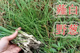长得似“野葱”的薤白，农村多数人认错它，带大家一起了解清楚