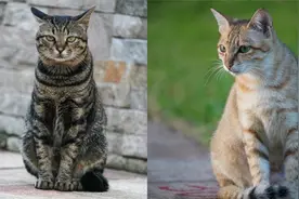 驱鼠神曲 老鼠惨叫 老鼠绝命惨叫