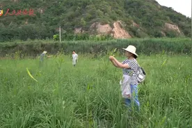 “三同”延安行④ | 看，陕北高原上种出了忘忧草……视频封面