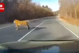 吉林男子驾车偶遇东北虎横穿马路：突然蹿出来，吓了一跳！视频封面